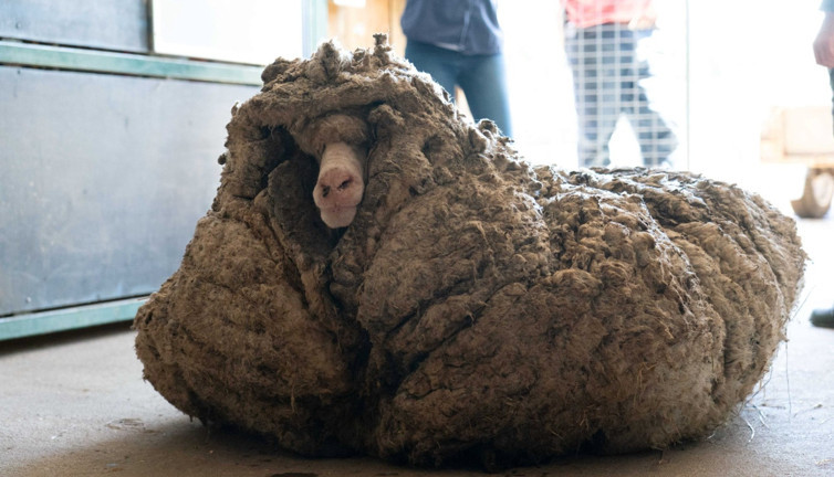 1 saatlik traştan sonra koyuna benzedi. Vahşi ormanda 5 yıl yaşadı