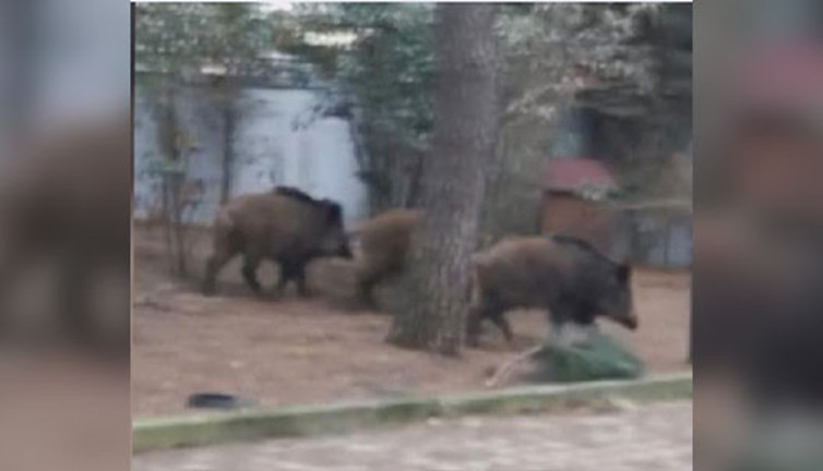 İstanbul'un göbeğine domuzlar indi