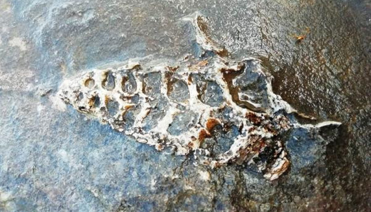 Adıyaman’da hazine bulundu. 70 milyon yıllık