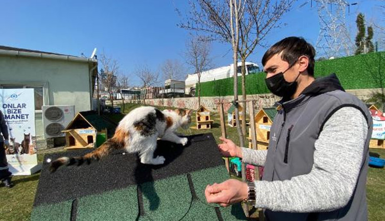 Sultangazi'de kedi köyü kuruldu