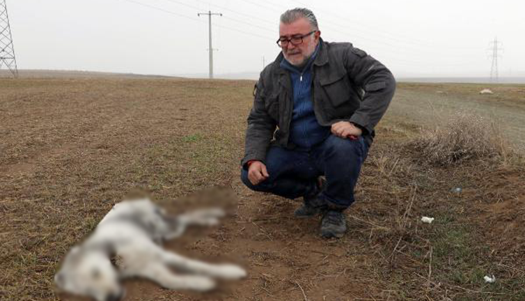 Eskişehir'de 6 aylık yavru öldürülmüş bulundu