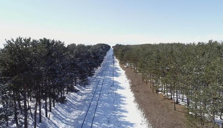 Bozkırın ortasında yeşil koridor. 20 bin ağaçlık görsel güzellik