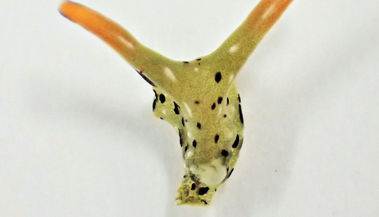 Kafasını koparıyor yeni vücuda bürünüyor. Japon bilim insanları şaştı kaldı. Bütün organlarını geride bırakıyor