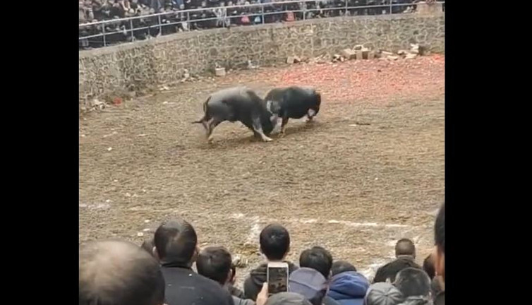 Boynuzu kırılan boğa olay yerinde öldü. Yazıklar olsun sizin insanlığınıza