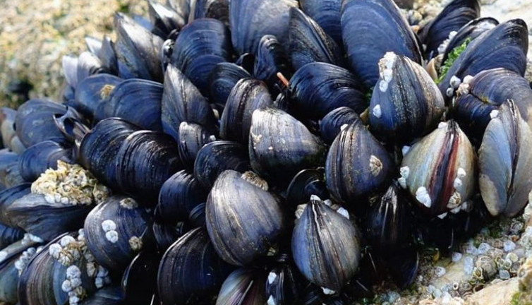 Sokak lezzetindeki büyük tehlike. Eli titreyen koşarak hastaneye gitsin