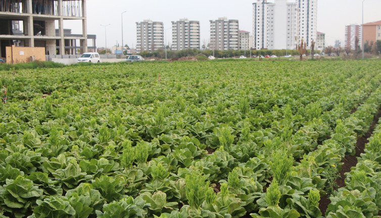 Prof. Dr. Mehmet Sertaç Özer çok dikkat edin dedi. Yıllardır vitamin diye zehir yemişsiniz