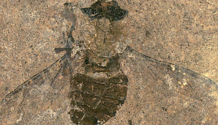 Midesinin dolup taştığı ortaya çıktı. 47 milyon yıldır aynı yerde