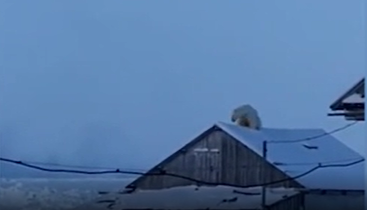 Kutup ayısını görünce neye uğradığını şaşırdı. Çatıdaki sesleri duyup dışarı çıktı