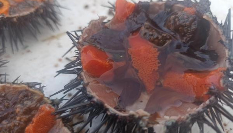 Vücuda E vitamini yüklüyor hücreleri baştan sona yeniliyor. Her gün 1 tane yemek yeterli