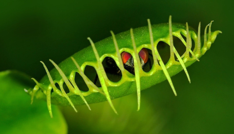 Singapurlu bilim insanları, bitkilerle iletişim kurmanın yolunu buldu