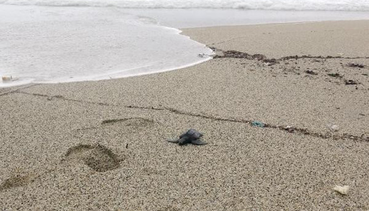 Fırtına Caretta'ları sahile sürükledi