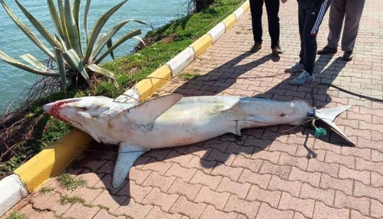 Antalya'da köpek balığı kıyıya vurdu