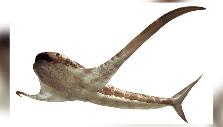 Paleontologlar kemiklerini görünce hemen ayrıntılı incelemeye aldı. Daha önce hiç görülmemiş