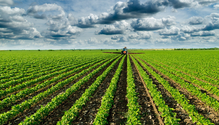 Acı biber stresi yok edip mutluluk saçıyor. Hastalık savar çıktı