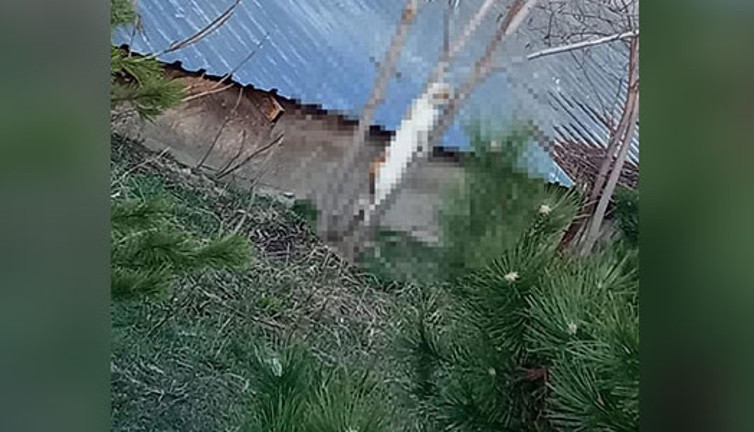 Lise bahçesinde iple asılmış kedi bulundu