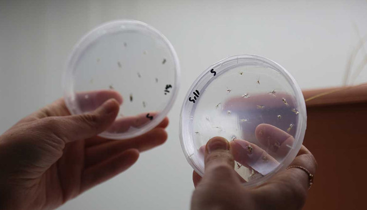 Buğdayın atası ıza laboratuvarda üretildi