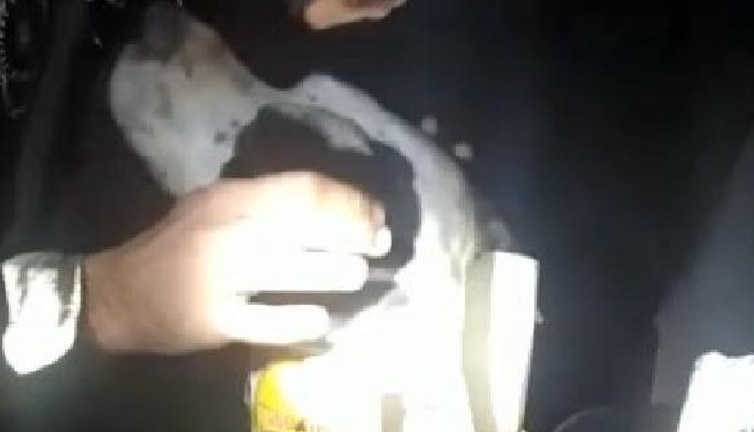 Sakarya'da köpeği eziyetten bekçiler kurtardı