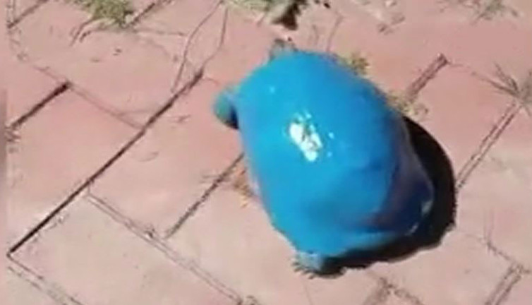 Kaplumbağayı maviye boyadılar. Bunu yapan insan nasıl bir ruh halindedir