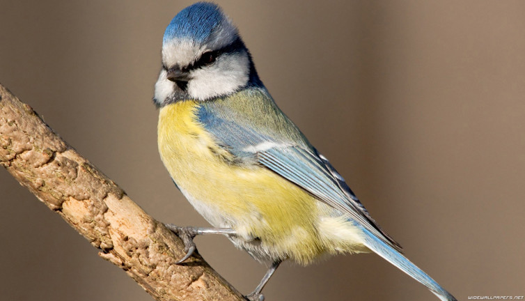 Kuşlarla ilgili ortaya çıkan bilgi herkesi şaşırttı