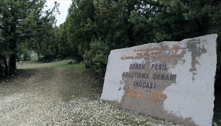 Türkiye’nin ilk fosil ormanı UNESCO yolunda