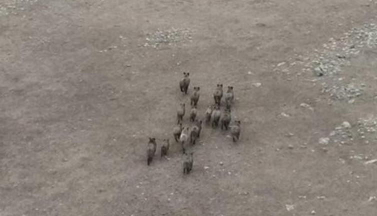 Domuz sürüsü drone ile görüntülendi