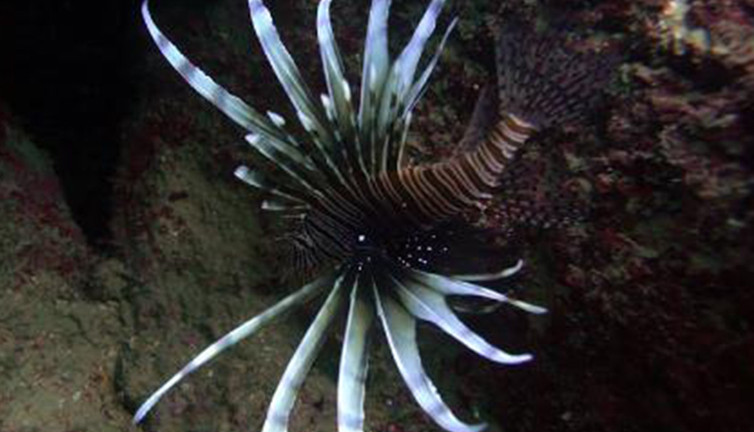 Aslan balıklarının tehlikeli olduğu ortaya çıktı