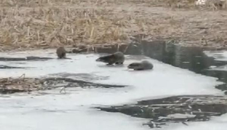Nesli tehdide yakın 3 su samuru görüldü