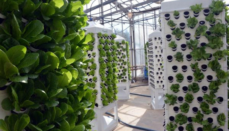 Topraksız tarım ve dikey sistemle 13 kat daha fazla bitki