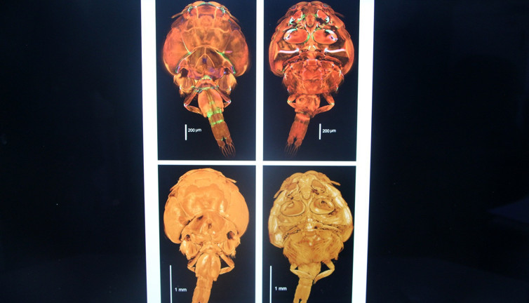 İlk kez görüldü ve öldürücü! Adını da Adana koydular