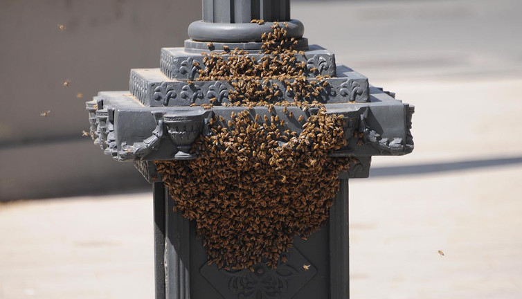 Saat kulesini istila eden arılar görenleri tedirgin etti