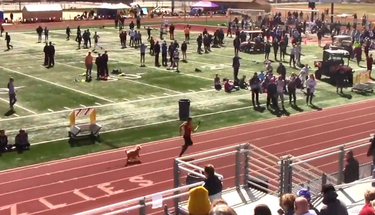 ABD'de tribünden atlayan köpek pistin tozunu attırdı. Usain Bolt gibi koştu