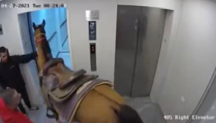 Yuh artık. Atı asansöre bindirmek istediler. Gerekçesi şaşırttı