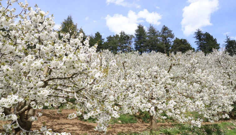 Andırın’da bembeyaz çiçekler bahar kokusu estirdi