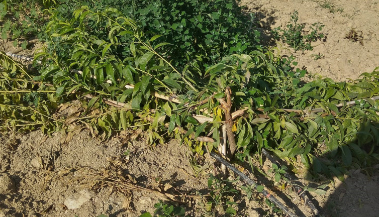 Mersin'de nektari şeftali ağaçlarına domuz saldırısı