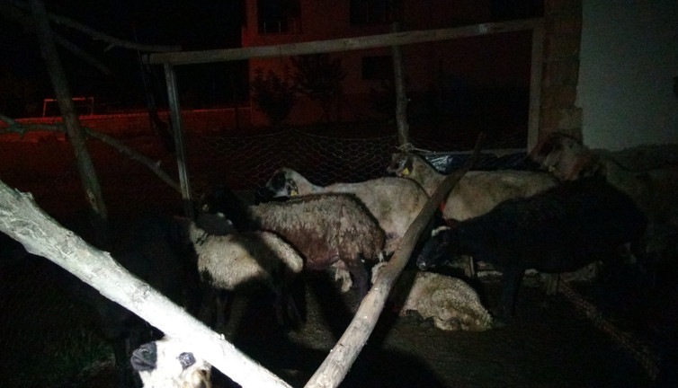 Malatya'da başıboş köpekler 12 koyunu öldürdü! Köpek dehşeti, ya karşılarına insan çıksaydı