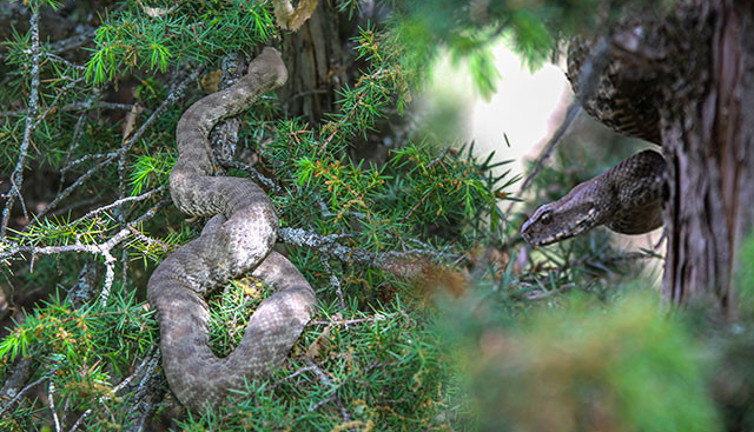 Isırması ölüme kadar götürüyor. Tunceli'de köy sakinleri tarafından fark edildi. Yetkililerden çok dikkatli olun çağrısı