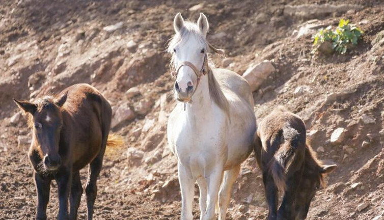 Sırra kadem basan atlarla ilgili bomba iddia. Çileleri bitmek bilmiyor