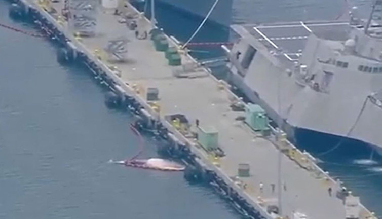 Savaş gemisinin gövdesinden 2 ölü balina çıkartıldı