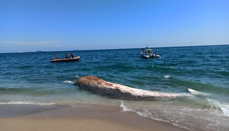 Mersin'de sahile vurdu tam 10 metre boyunda
