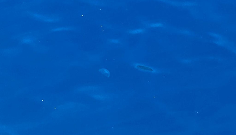 Türkiye'nin cennet koylarında korkutan görüntü