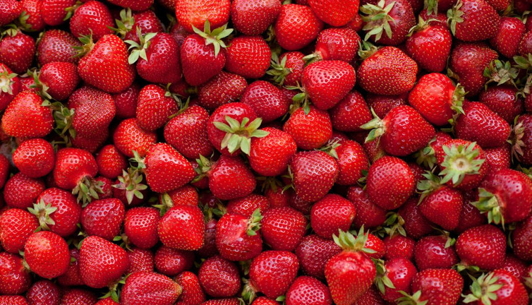 Türk çileği Rusya'ya sokulmadı. Zararlı kaşesini yedi