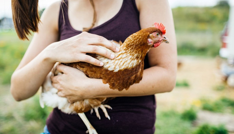 ABD'de yüzlerce kişi hastalandı tavuklarla ilgili kritik uyarı geldi