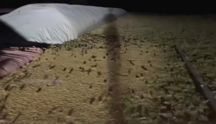 Avustralya’da fare istilası