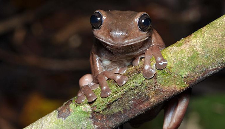 Bilim insanları 'çikolatalı kurbağa' adında yeni bir kurbağa türü keşfetti