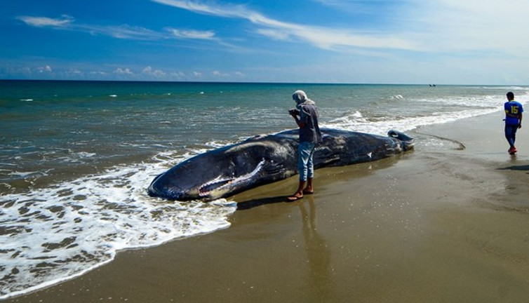 Ölü balinanın karnından 13 milyon TL çıkardılar