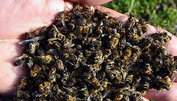 Arı ölümleri arttı büyük tehlike kapımıza dayandı