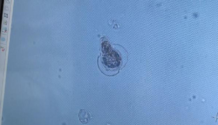 Müsilajda görmediğimiz yeni bir canlı türü bulduk