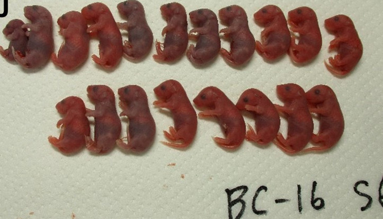 Uzay yavruları dünyaya geldi. Kozmolojide son gelişme