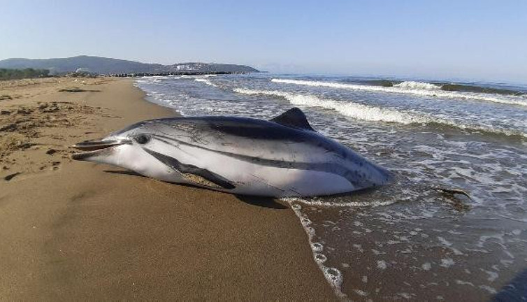 Hamile yunusun bu kez cansız bedeni kıyıya vurdu