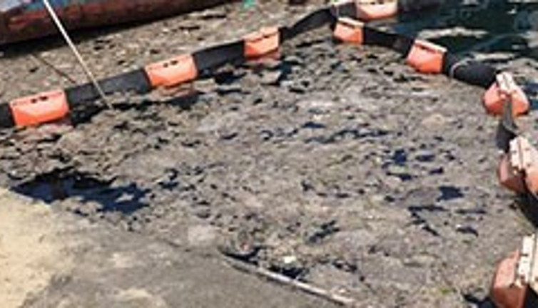 Müsilajı yok eden bakteri bulundu